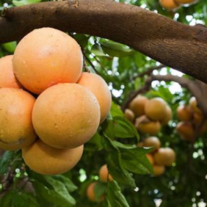 Rio Red Greyfurt Fidanı