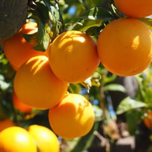 Navelina Portakal Fidanı