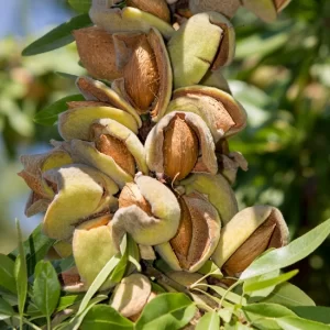 Ferragnes Badem Fidanı