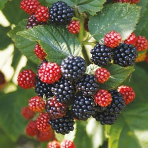 Loch Ness Böğürtlen Fidanı