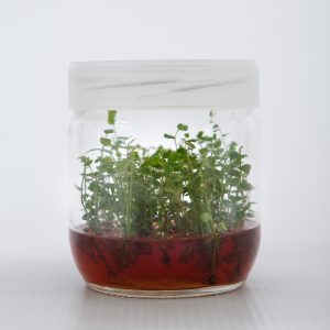 BLUECROP BLUEBERRY FİDANI