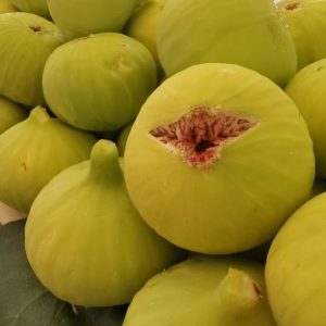 Sarılop İncir Fidanı